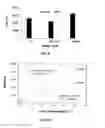 Fig. 08 - Method for detecting and quantifying haloether contamination in aqueous samples by flow assisted electro-enhanced solid-phase microextraction