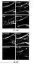 Fig. 23 - Antigen detection using photocleavable labels