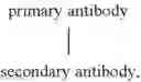 Fig. 27 - Antigen detection using photocleavable labels