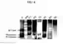 Fig. 09 - Detection methods employing HCV core lipid and DNA binding domain monoclonal antibodies
