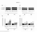 Fig. 08 - Methods for Diagnosing and Treating Iron Dysregulation