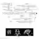 Fig. 03 - Tractography framework with magnetic resonance imaging for brain connectivity analysis