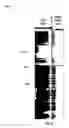Fig. 08 - Capillary pressure analysis for petrophysical statistical modeling