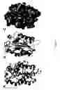 Fig. 11 - Methods for determining correlated residues in a protein or other biopolymer using molecular dynamics