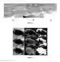 Fig. 07 - Real-time, semi-automatic method for target tracking window initialization in thermal imagery