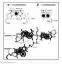 Fig. 01 - Modular supramolecular approach for co-crystallization of donors and acceptors into ordered networks