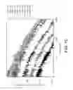 Fig. 43 - Graphene FET devices, systems, and methods of using the same for sequencing nucleic acids