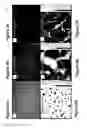 Fig. 03 - High mobility polymer organic field-effect transistors by blade-coating semiconductor:insulator blend solutions