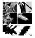 Fig. 07 - COMPOSITES COMPRISING HALLOYSITE TUBES AND METHODS FOR THEIR PREPARATION AND USE