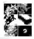 Fig. 08 - COMPOSITES COMPRISING HALLOYSITE TUBES AND METHODS FOR THEIR PREPARATION AND USE
