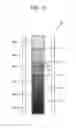 Fig. 11 - Imaging apparatus and imaging method