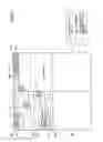 Fig. 06 - VIDEO IMAGE DECODING DEVICE AND VIDEO IMAGE DECODING METHOD