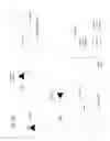 Fig. 03 - Network implementation of spectrum analysis