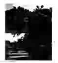 Fig. 01 - Cornus kousa tree designated 'Rutpink'