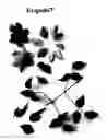 Fig. 01 - Clematis Plant Named 'Evipo067'