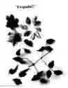 Fig. 02 - Clematis Plant Named 'Evipo067'