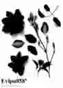 Fig. 01 - Clematis plant named 'Evipo058'