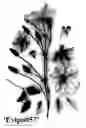 Fig. 01 - Clematis plant named 'Evipo057'