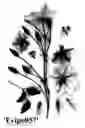 Fig. 02 - Clematis plant named 'Evipo057'