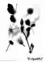 Fig. 01 - Clematis plant named 'Evipo052'