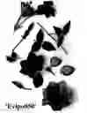 Fig. 01 - Clematis plant named 'Evipo050'
