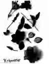 Fig. 02 - Clematis plant named 'Evipo050'