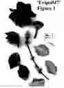 Fig. 02 - Clematis plant named 'Evipo047'