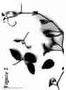 Fig. 03 - Clematis plant named 'Evipo047'