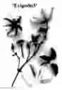 Fig. 01 - Clematis plant named 'Evipo063'