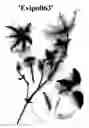 Fig. 02 - Clematis plant named 'Evipo063'