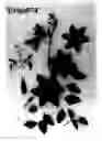 Fig. 01 - Clematis Plant Named 'Evipo074'