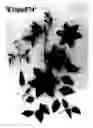 Fig. 02 - Clematis Plant Named 'Evipo074'