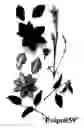 Fig. 01 - Clematis plant named  'Evipo059'