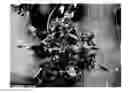 Fig. 01 - Buddleia plant named 'SMNBDO'