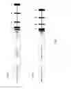 Fig. 02 - Humanized IL-6 and IL-6 receptor