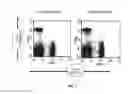 Fig. 06 - Humanized IL-6 and IL-6 receptor