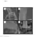 Fig. 08 - Microfabricated surfaces for the physical capture of insects