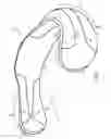 Fig. 02 - COMPOUND CURVATURE WAIST STRAP