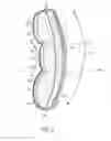 Fig. 04 - COMPOUND CURVATURE WAIST STRAP
