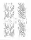 Fig. 13 - Surgical staple configurations with camming surfaces located between portions supporting surgical staples