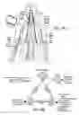 Fig. 69 - Neuromodulation cryotherapeutic devices and associated systems and methods