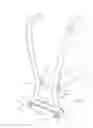 Fig. 02 - Dual muscle roller