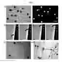 Fig. 03 - NOVEL DROPLET-EMBEDDED MICROFIBERS, AND METHODS AND DEVICES FOR PREPARING AND USING SAME