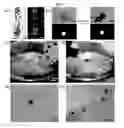 Fig. 08 - NOVEL DROPLET-EMBEDDED MICROFIBERS, AND METHODS AND DEVICES FOR PREPARING AND USING SAME
