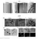 Fig. 09 - NOVEL DROPLET-EMBEDDED MICROFIBERS, AND METHODS AND DEVICES FOR PREPARING AND USING SAME