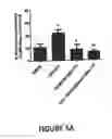 Fig. 09 - Selective activators of the intermediate conductance CA2+activated K+ channel KCa3.1 and their methods of use