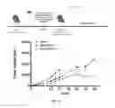 Fig. 07 - Histone deacetylase 6 inhibition for enhancing T-cell function during anti-tumor response and tumor-peptide vaccination