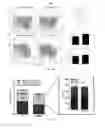 Fig. 08 - Histone deacetylase 6 inhibition for enhancing T-cell function during anti-tumor response and tumor-peptide vaccination