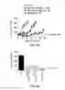 Fig. 08 - Method for treating cancer
