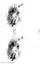 Fig. 08 - MEDICAMENT FOR TREATING PERIPHERAL NEUROPATHIES